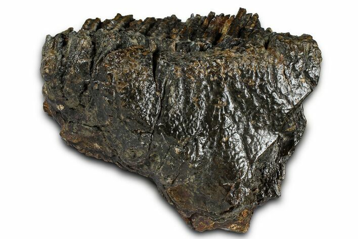 Partial Fossil Woolly Mammoth M Molar - Siberia #370378
